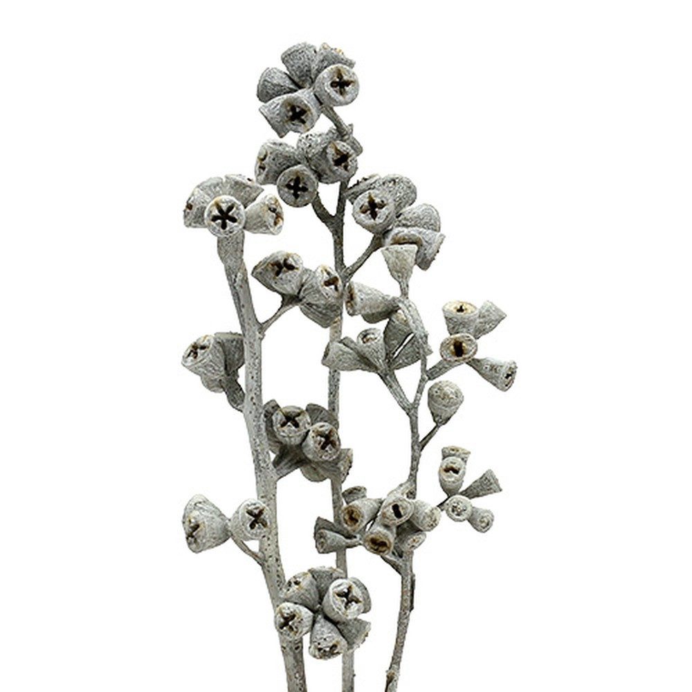 Trockenblume Weiß gewaschener Eukalyptuszweig 25 Stück - Dekorative, Florists Products, Höhe 1 cm