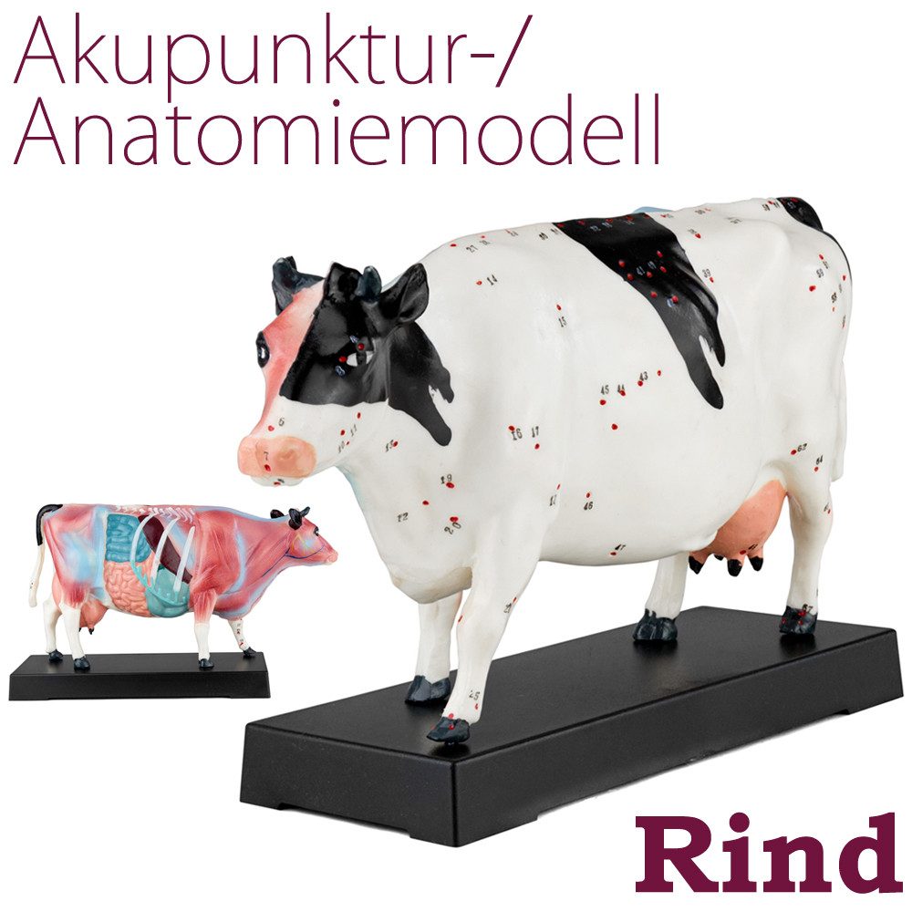MedMod Dekoobjekt Akupunktur Anatomie Figur TCM Modell Kuh Rind Muskelmodell