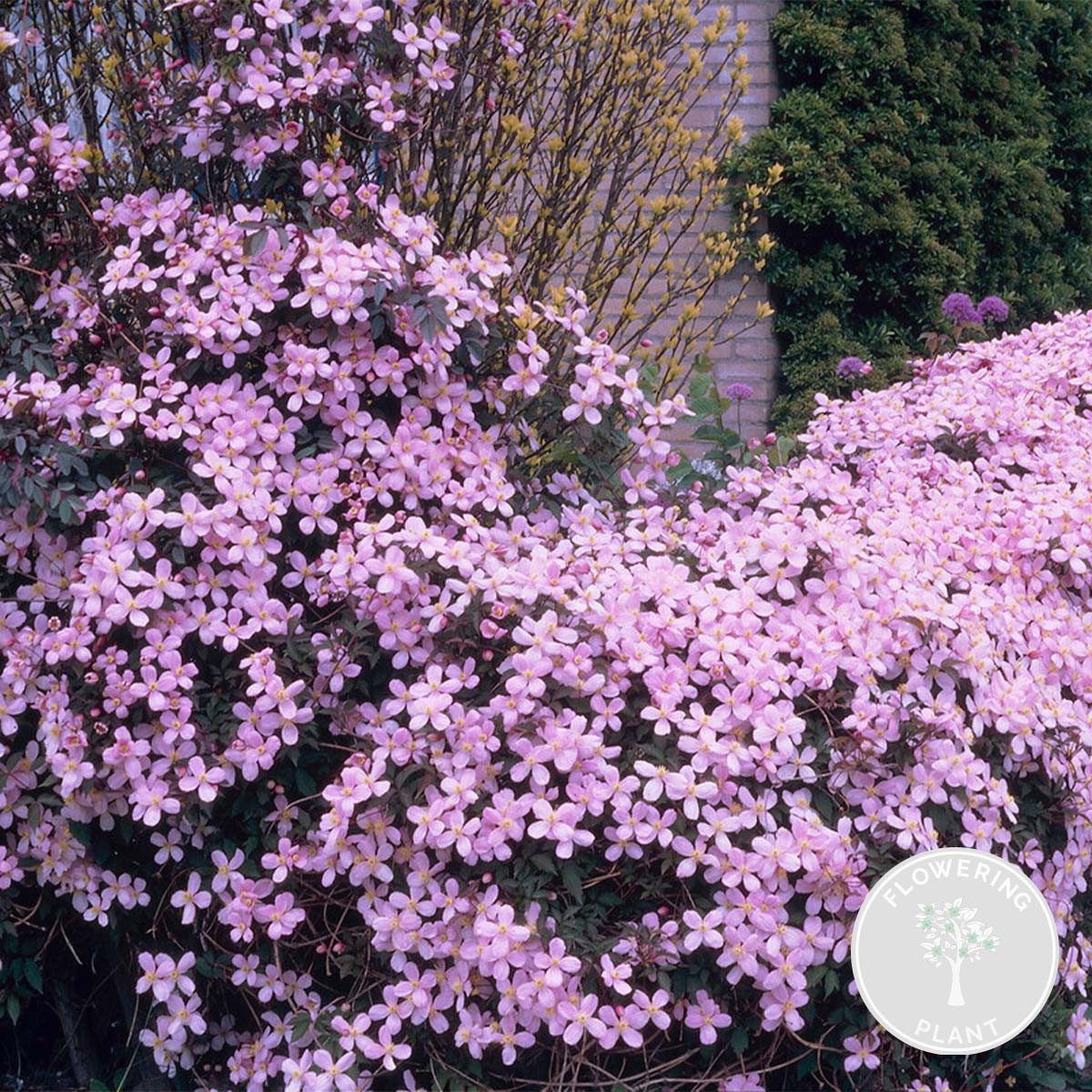 Bloomique Kletterpflanze Clematis Montana Rubens, Waldrebe, Hellrosa, 50-70 cm, Topf 15 cm, 1 St.