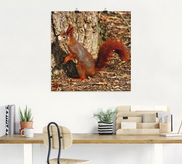 Artland Wandbild Rotes Eichhörnchen will hoch hinaus, Wildtiere (1 St), als Poster, Wandaufkleber in verschied. Größen