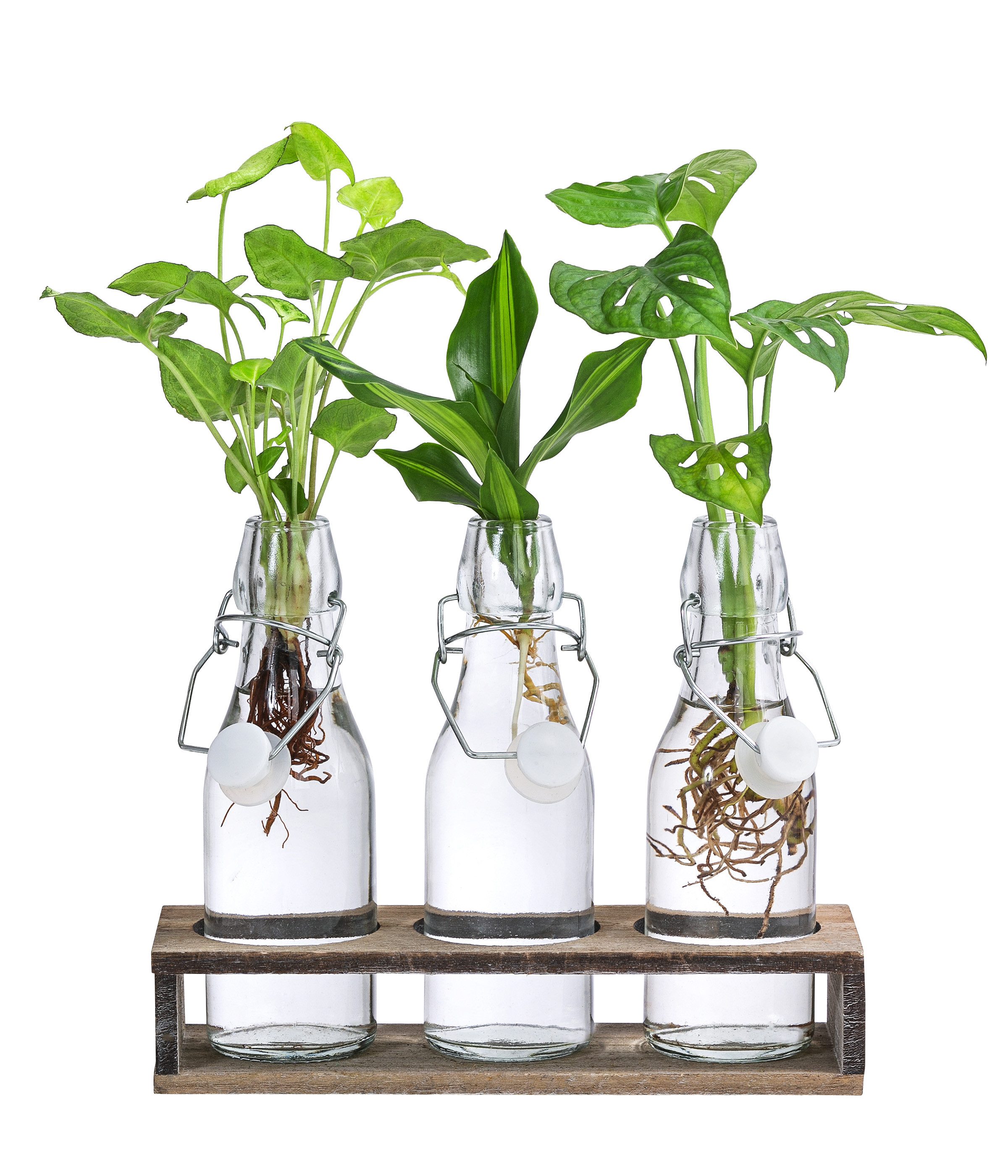 Dehner Zimmerpflanze Waterplant - Set, je 1x Monstera, Purpurtute, Drachenb günstig online kaufen