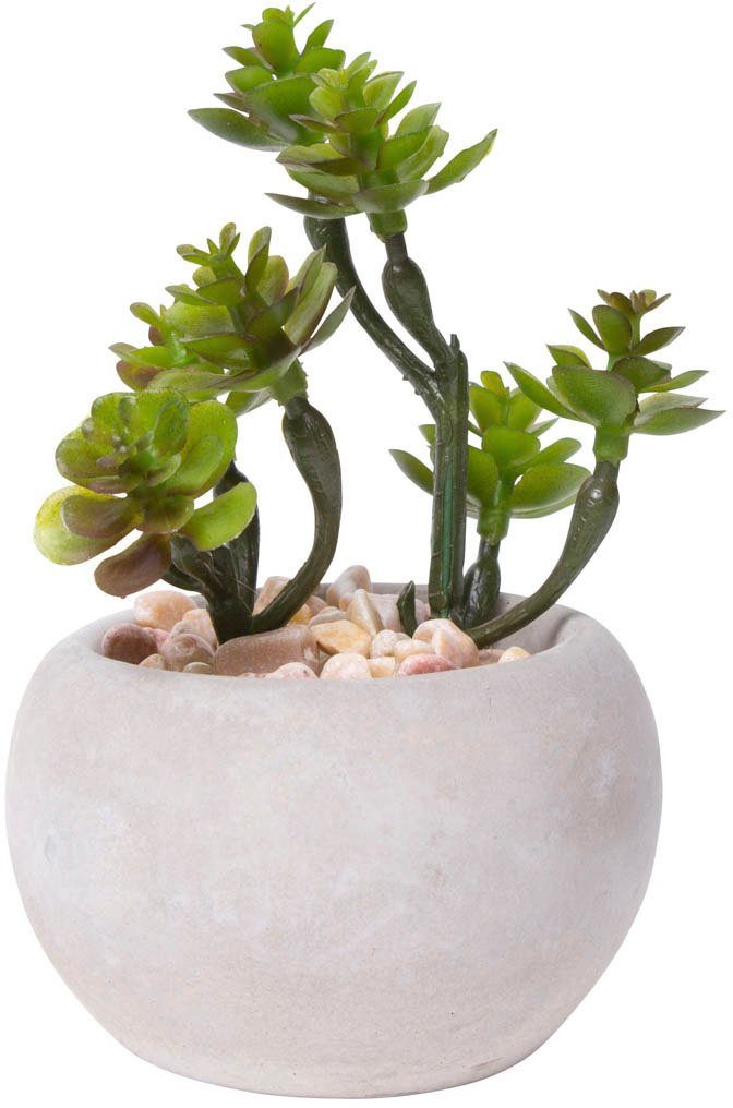 Kunstkaktus Sukkulenten Sukkulente, Botanic-Haus, Höhe 10 cm