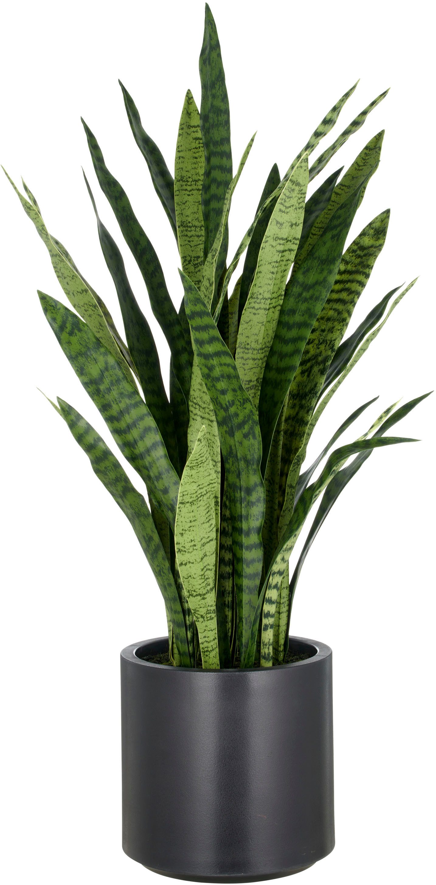 Kunstpflanze Sansevieria zeylanica, Creativ green, Höhe günstig online kaufen
