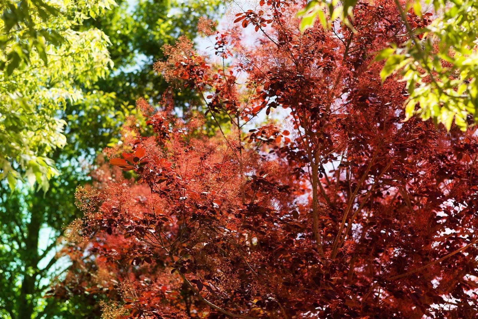 Pflanzen für Dich Gehölze Cotinus coggygria Royal Purple, 1 St., Perückenstrauch, Rauchbusch