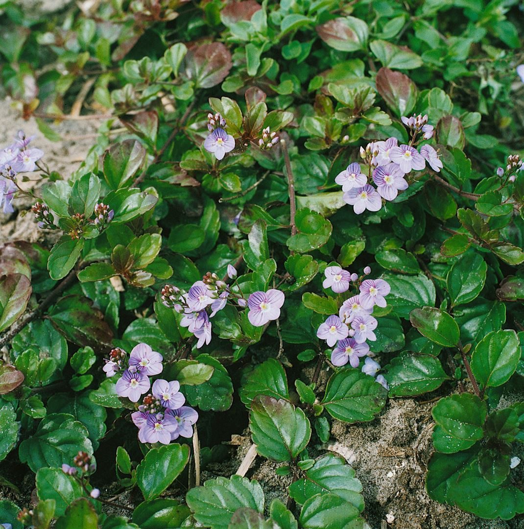 Pflanzen für Dich Staude Veronica petraea Madame Mercier, 1 St., Ehrenpreis