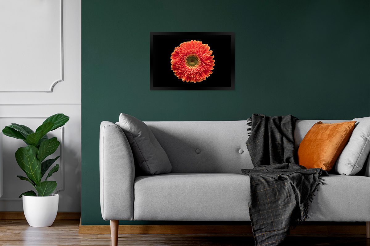 MuchoWow Hintergrund, Eine orangefarbene (1 Bilderrahmen Wandposter, Wanddeko, Bilder, Poster, Gerbera-Blüte Poster St), Schwarzem schwarzem vor Gerahmtes