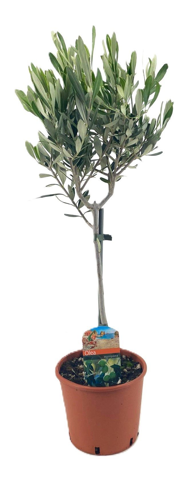 meinvipshop Topfpflanze Mediteraner Olivenbaum 50cm