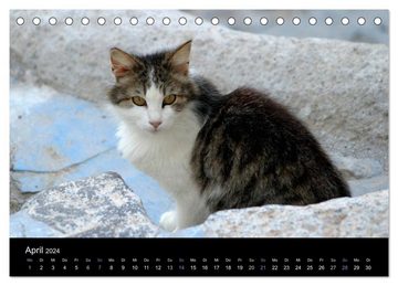 CALVENDO Wandkalender Katzensprung (Tischkalender 2024 DIN A5 quer), CALVENDO Monatskalender