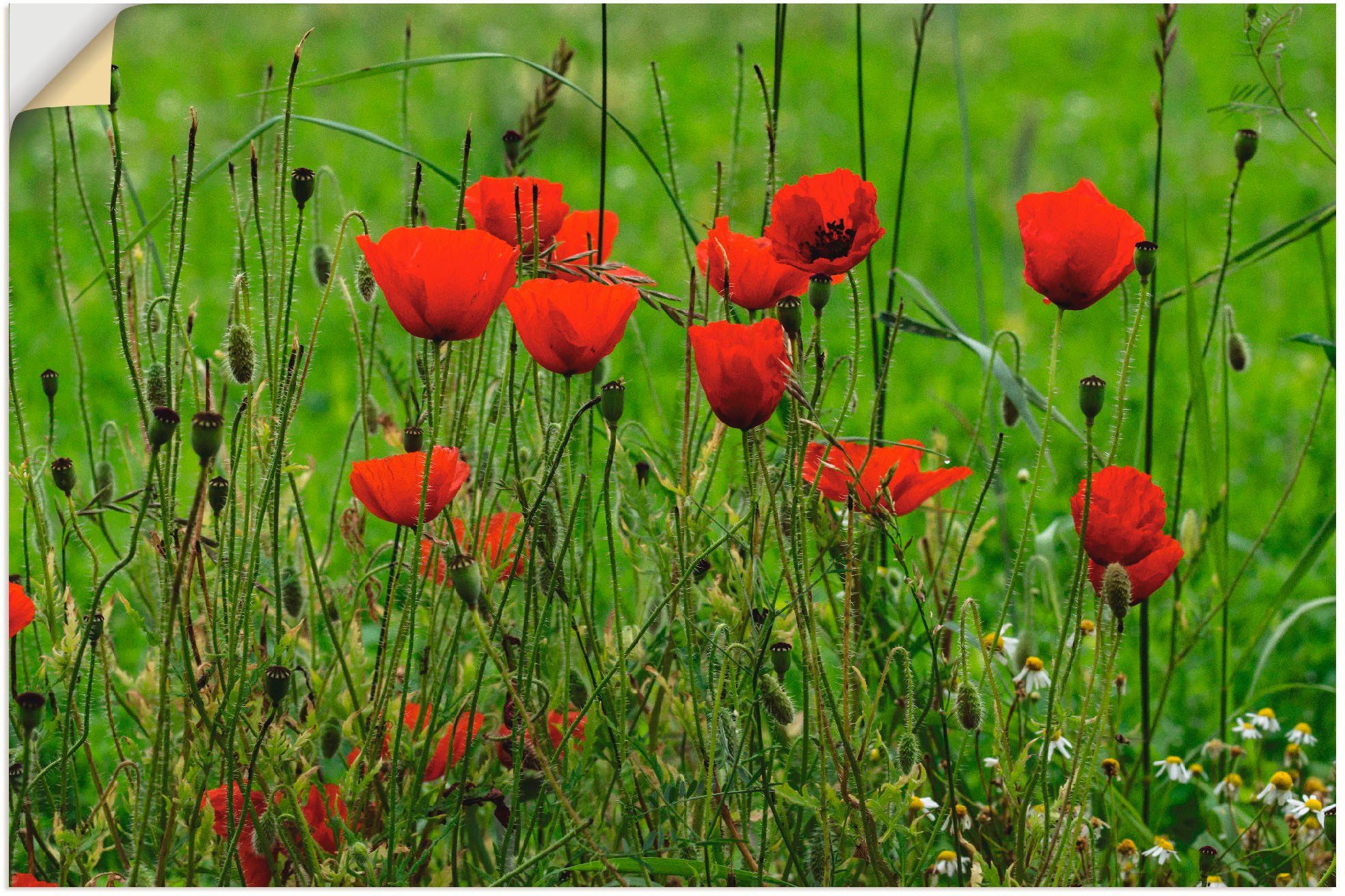 Artland Wandbild Mohnblumen am Wegesrand, Blumen (1 St), als Alubild,  Leinwandbild, Wandaufkleber oder Poster in versch. Größen