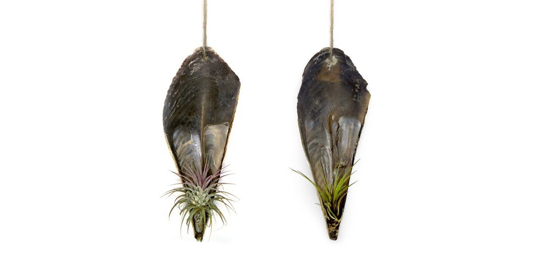 Hängedekoration Faszinierende Pinnidae Muschel mit Tillandsia 2 er Set
