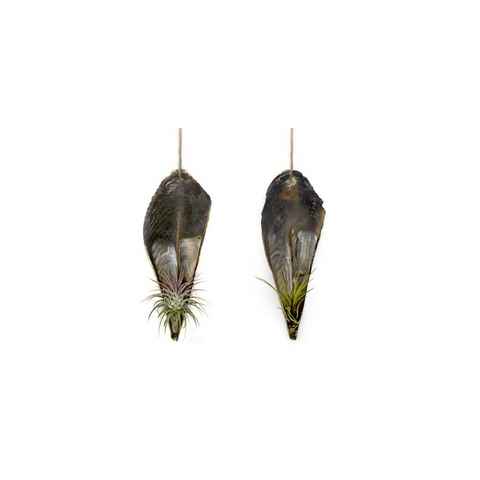 meinvipshop Hängedekoration Faszinierende Pinnidae Muschel mit Tillandsia 2 er Set, outdoorgeeignet