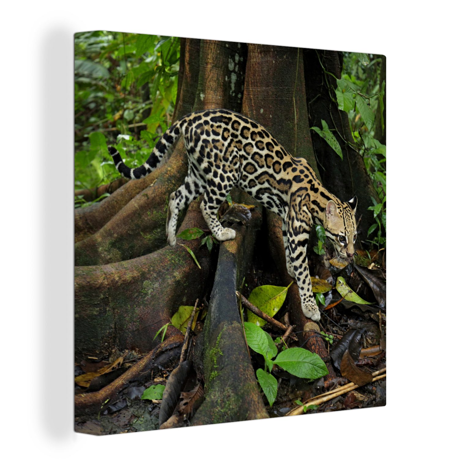 OneMillionCanvasses® Leinwandbild Ozelot im Dschungel von Costa Rica, (1 St), Leinwand Bilder für Wohnzimmer Schlafzimmer