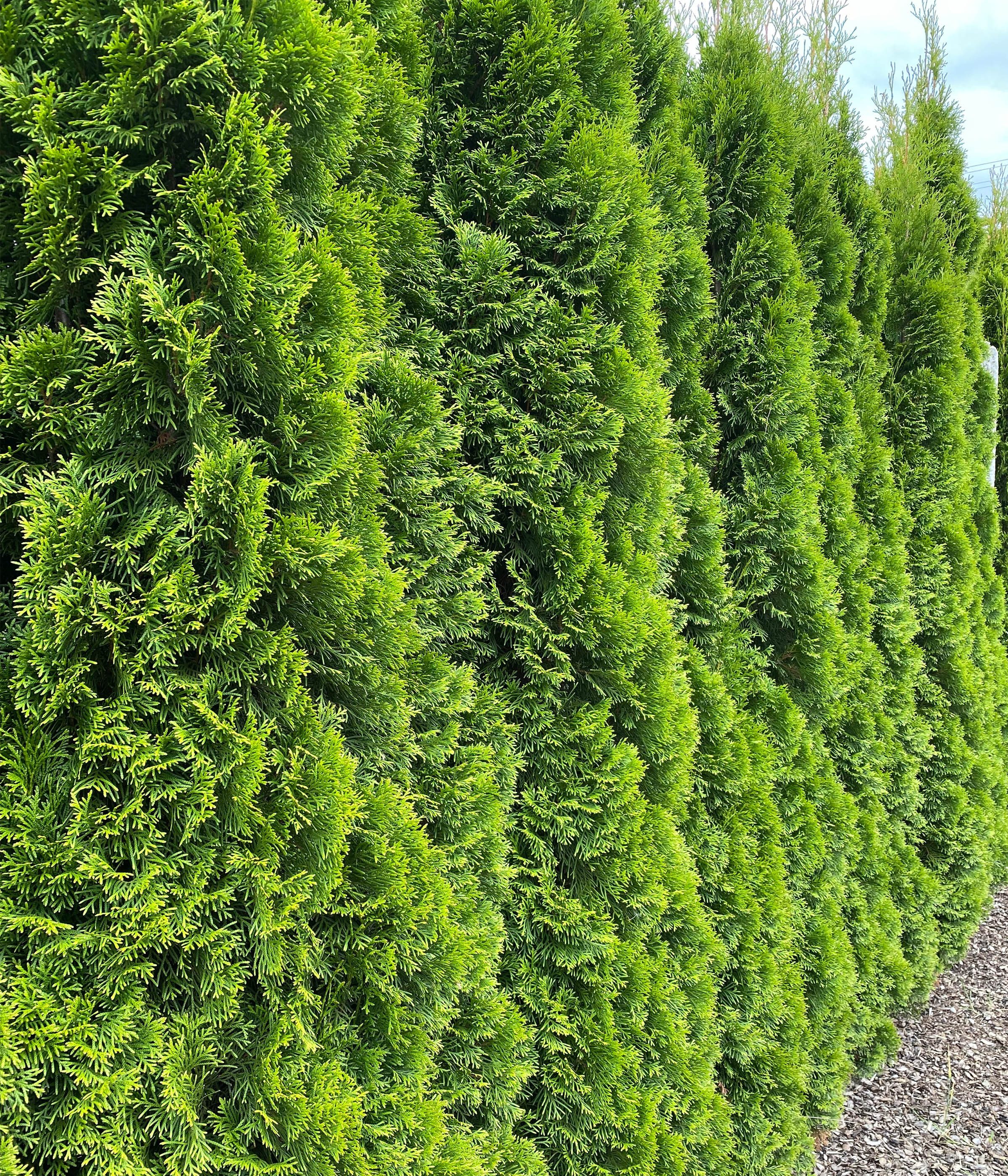 Dehner Hecken Thuja Lebensbaum Smaragd, 15 Pflanzen, für ca. 5 m Hecke, 100-125 cm, immergrüne Zypresse als Sichtschutz-Hecke