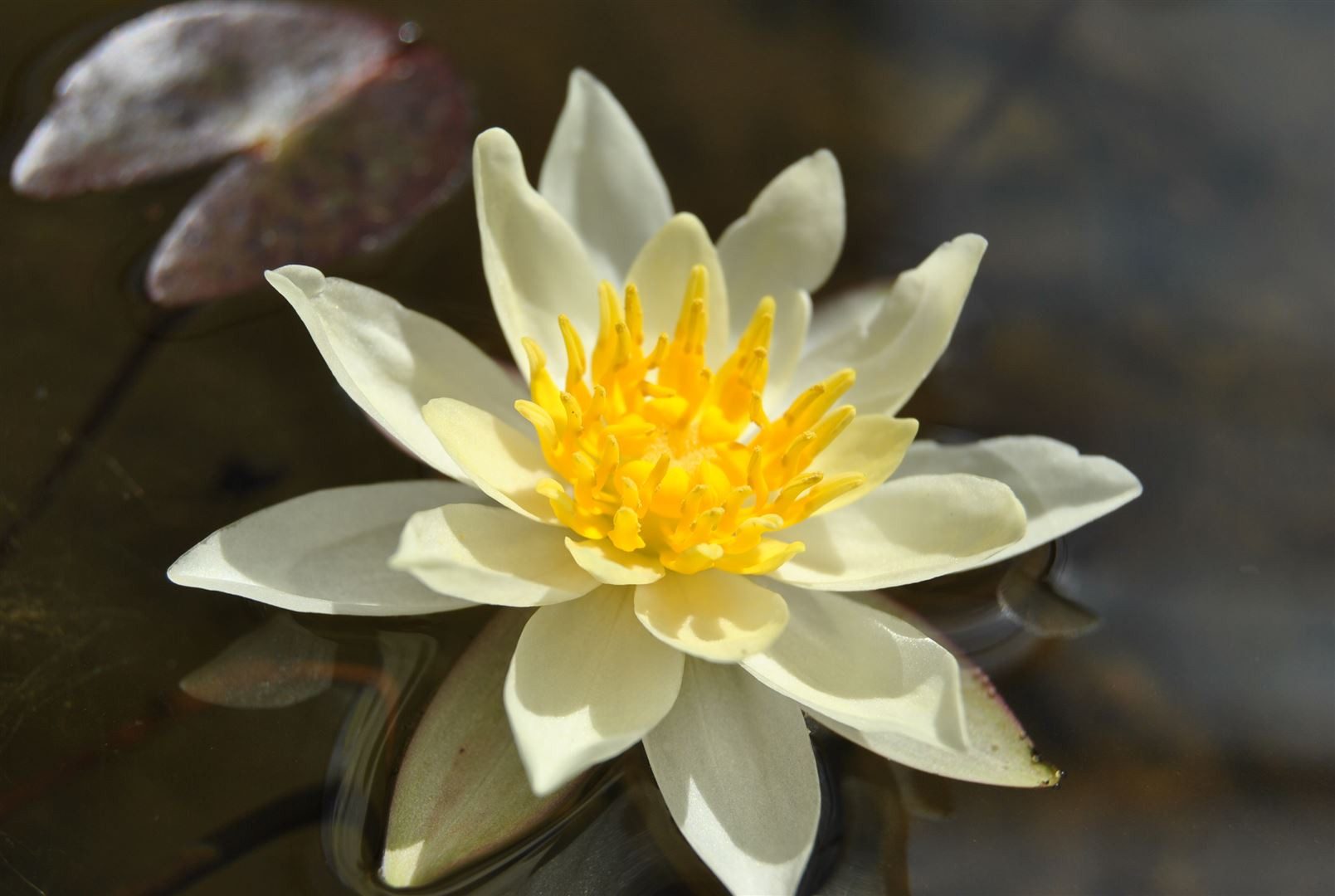 Pflanzen für Dich Staude Nymphaea cult. Marliacea Chromatella, 1 St., Gelbe Teichrose, Seerose