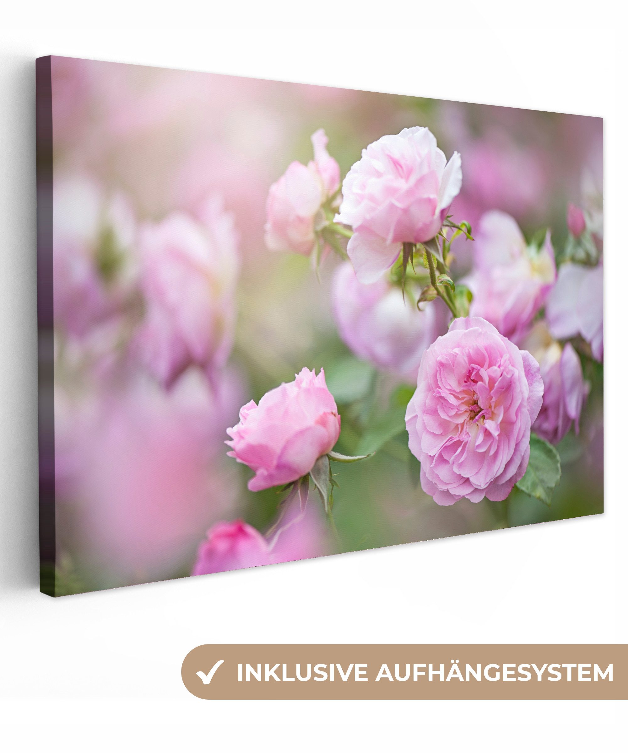 OneMillionCanvasses® Leinwandbild Pflanzen von rosa Rosen günstig online kaufen