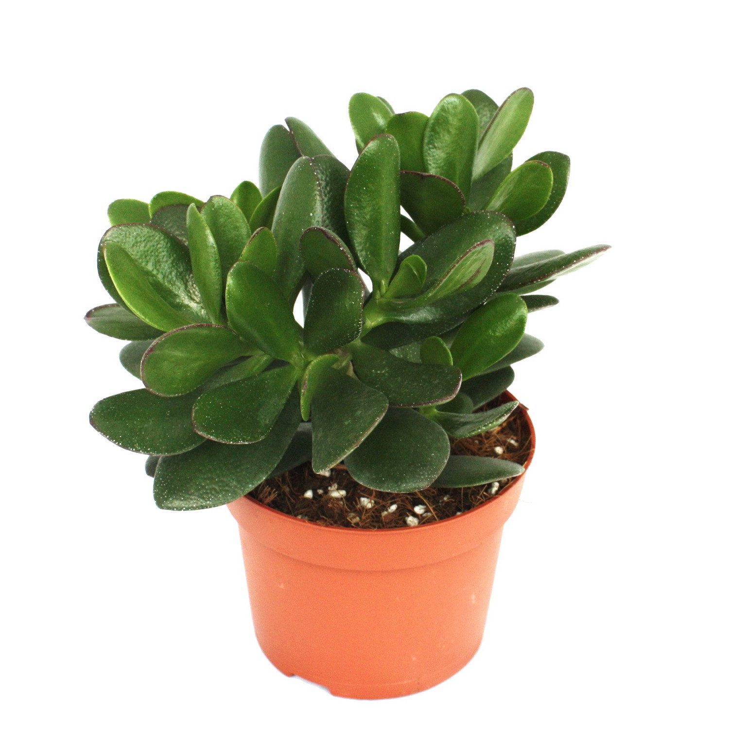 Exotenherz Kaktus Crassula portulacea - Geldbaum - große Pflanze im 12cm Topf