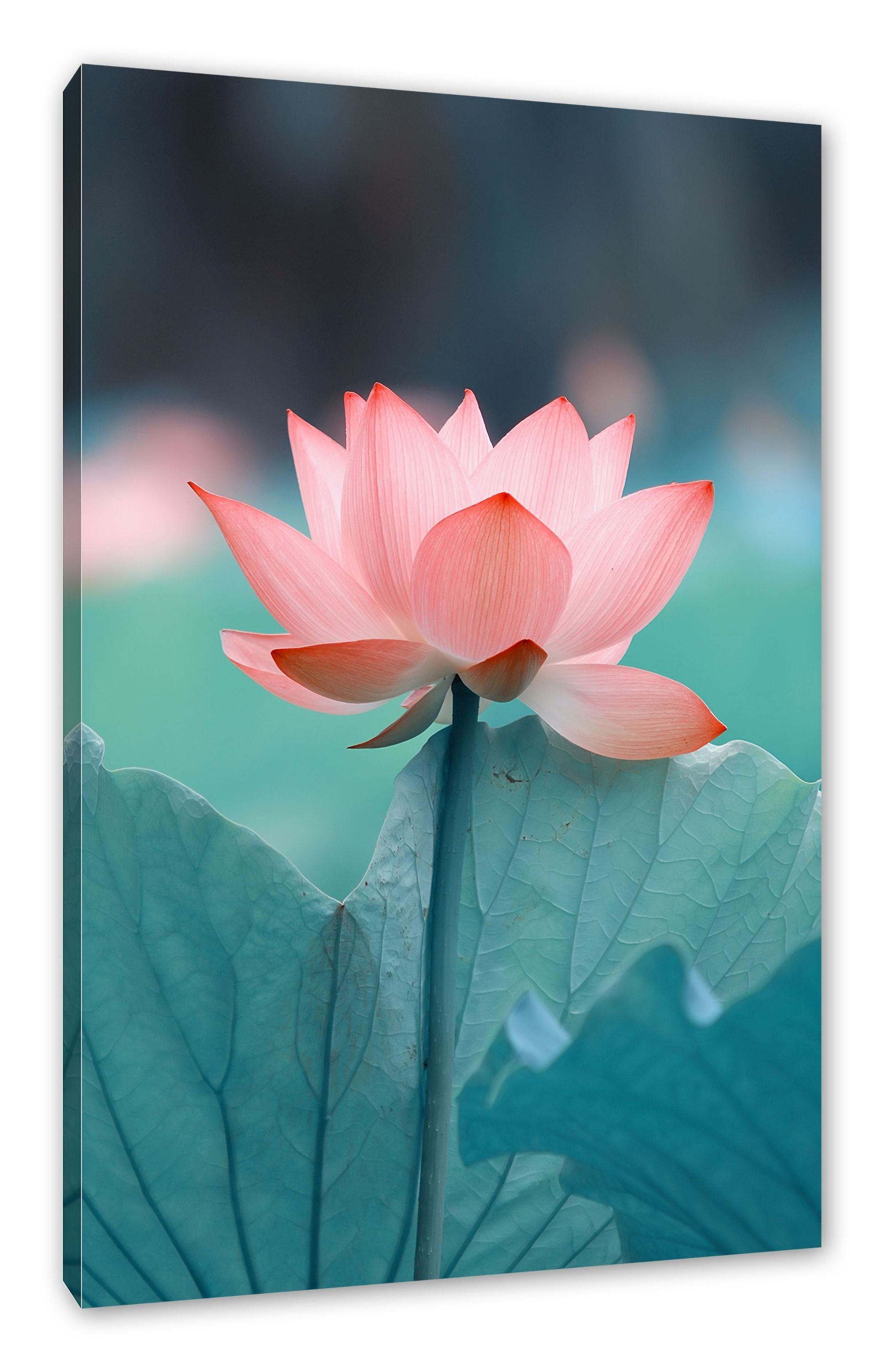 Leinwandbild rosafarbener rosafarbener Lotus, inkl. Zarte Zarte fertig Zackenaufhänger Lotus Pixxprint bespannt, (1 Leinwandbild St),