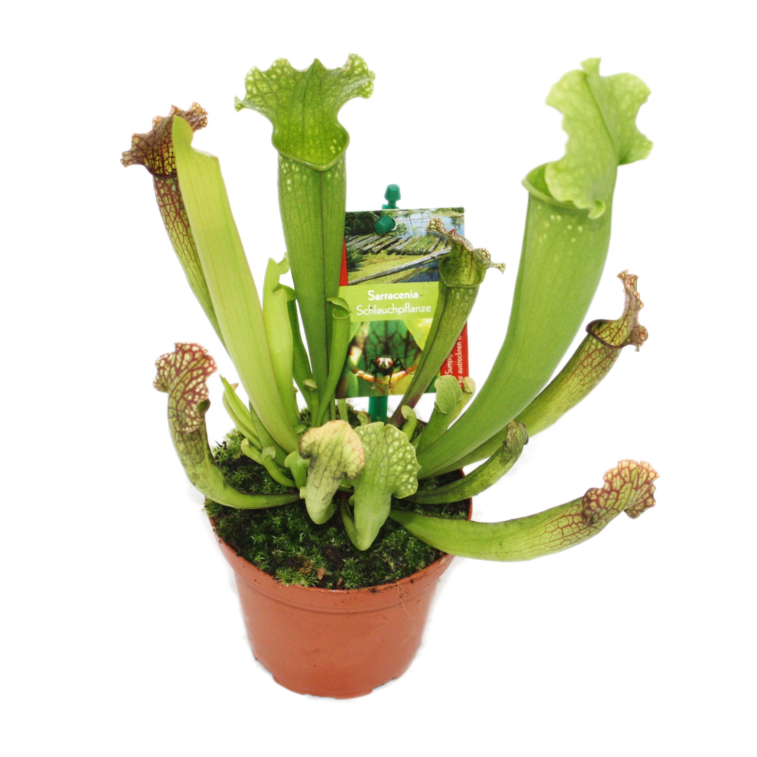 Exotenherz Zimmerpflanze Schlauchpflanze - Sarracenia - Überraschungssorte - 9cm Topf