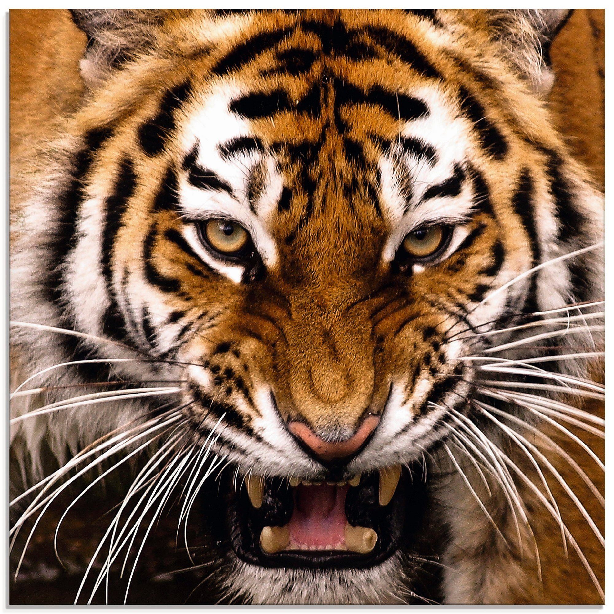 Tiger Glasbild Größen (1 St), Artland Kopf, Wildtiere verschiedenen in