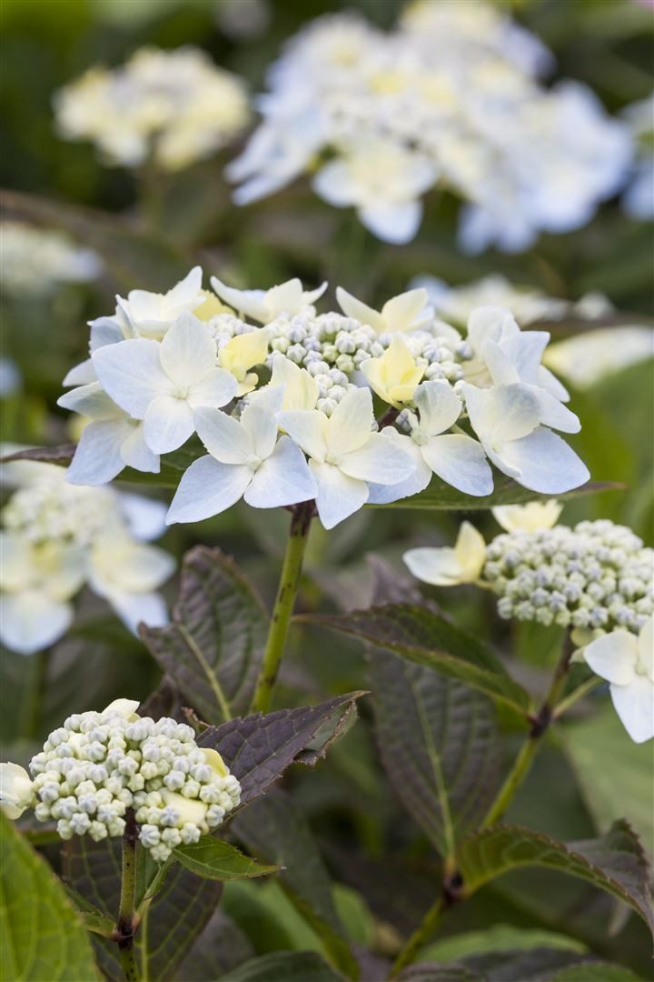 Pflanzen für Dich Gehölze Hydrangea serrata Blue Deckle, 1 St., Samt-Hortensie, Tellerhortensie