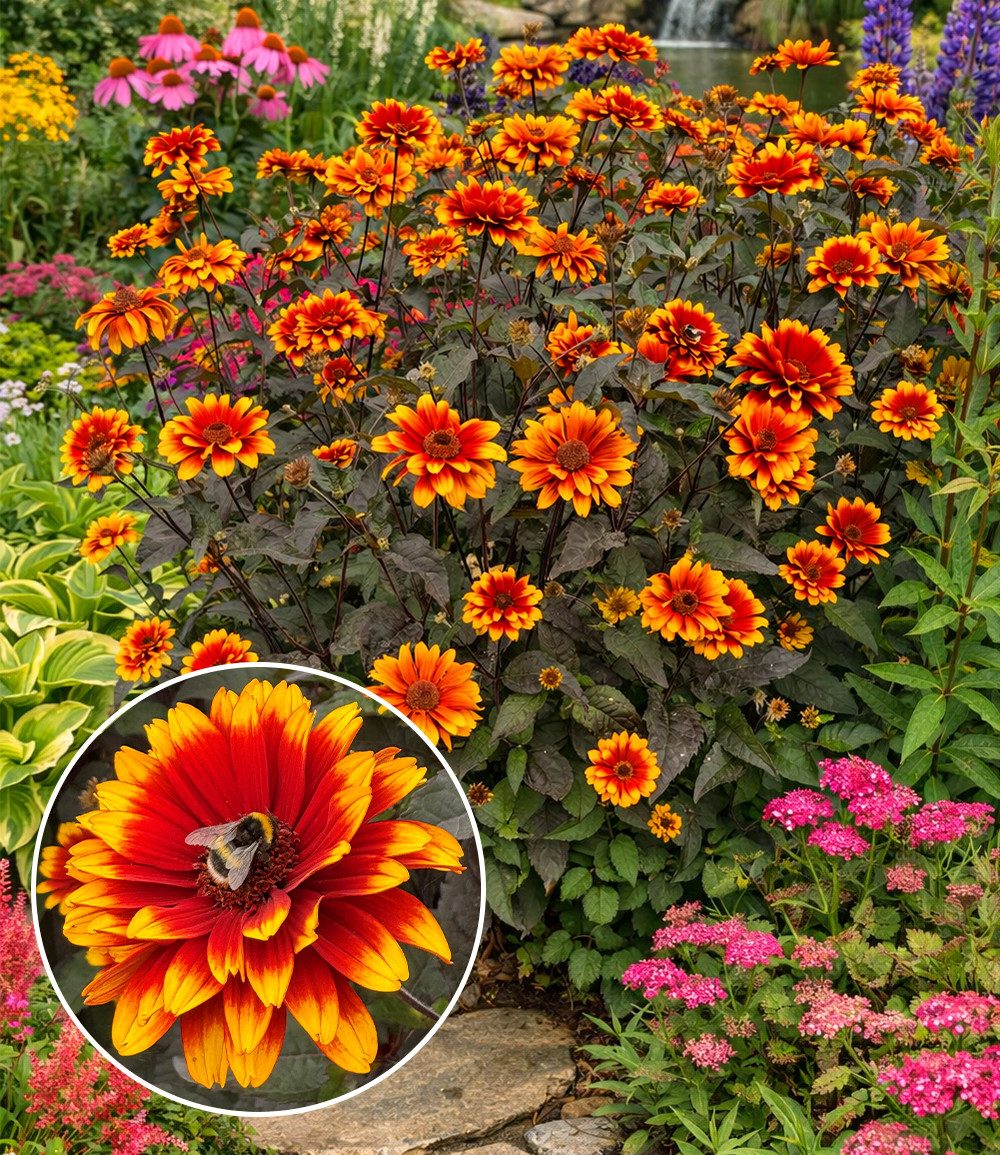 BALDUR Garten Staude Heliopsis 'Bonfire Sunset®', 1 St., Sonnenauge, winterhart, schwarzes Laub, gefüllte Blüten, Dauerblüher