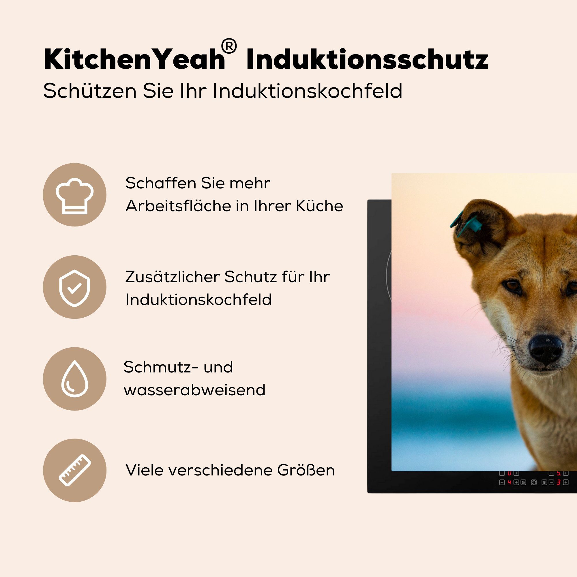 MuchoWow Herdblende-/Abdeckplatte Portraitfoto Dingo-Hund vor Hintergrund, Vinyl, cm, (1 verblasstem 81x52 für Ceranfeldabdeckung küche, tlg), Schutz Induktionskochfeld die