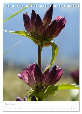 CALVENDO Wandkalender Alpenblumen (Tischkalender 2024 DIN A5 hoch), CALVENDO Monatskalender