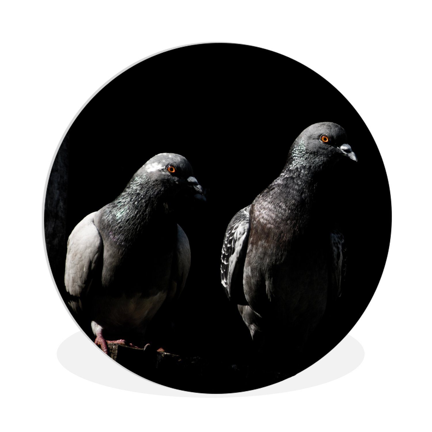 MuchoWow Gemälde Zwei schöne Tauben auf schwarzem Hintergrund, (1 St), Kreis Wanddekoration Forex, Rundes Wandbild, Wohnzimmer, 30x30 cm