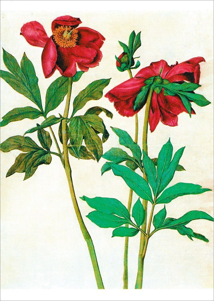 Albrecht Postkarte "Pfingstrosen" Kunstkarte Dürer