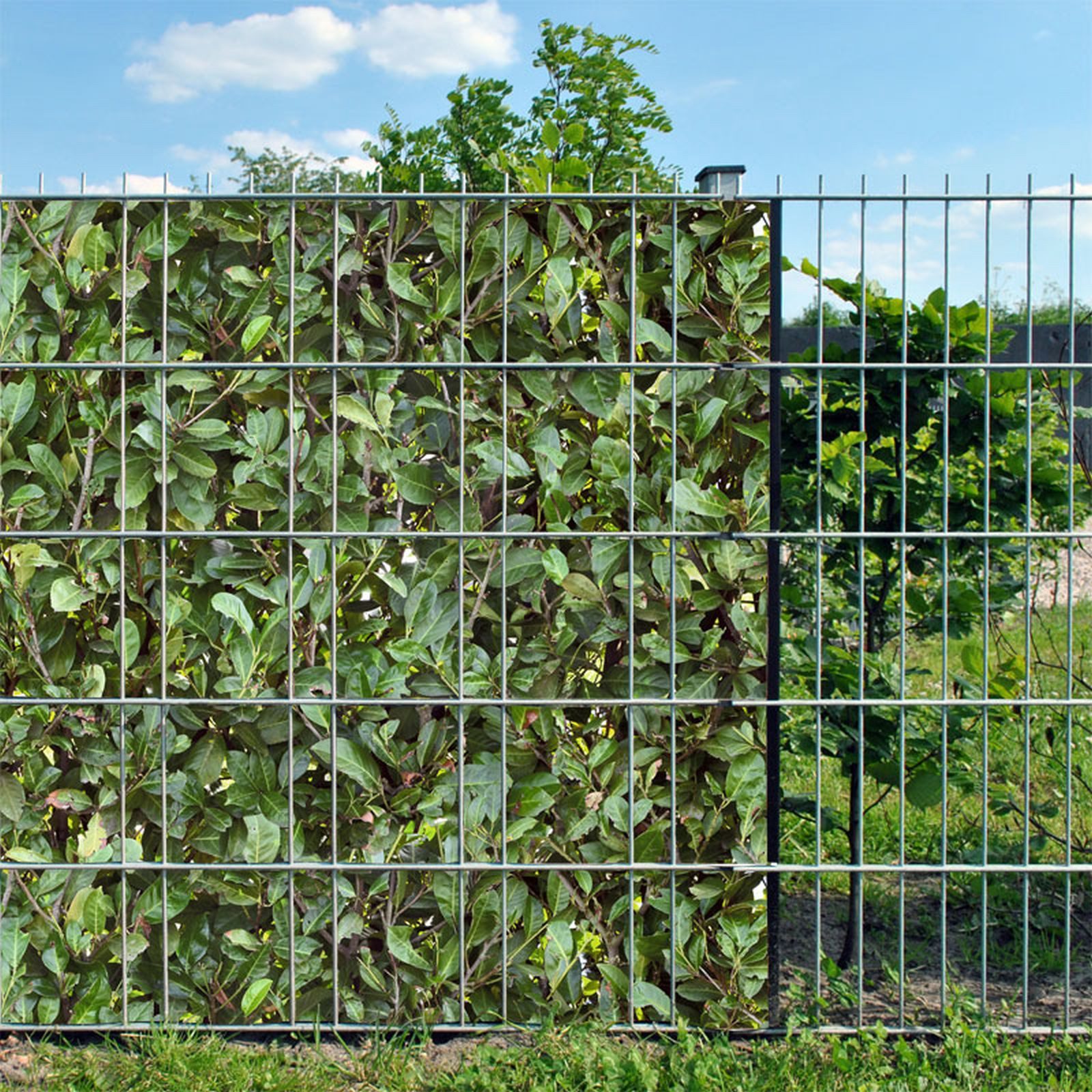 zaunzu Sichtschutzstreifen Kirschlorbeer bedruckter Sichtschutz 2,5m x 2,0m, (1 Rolle, Motivdruck Sichtschutzstreifen), Beidseitiger Druck für Doppelstabgitter