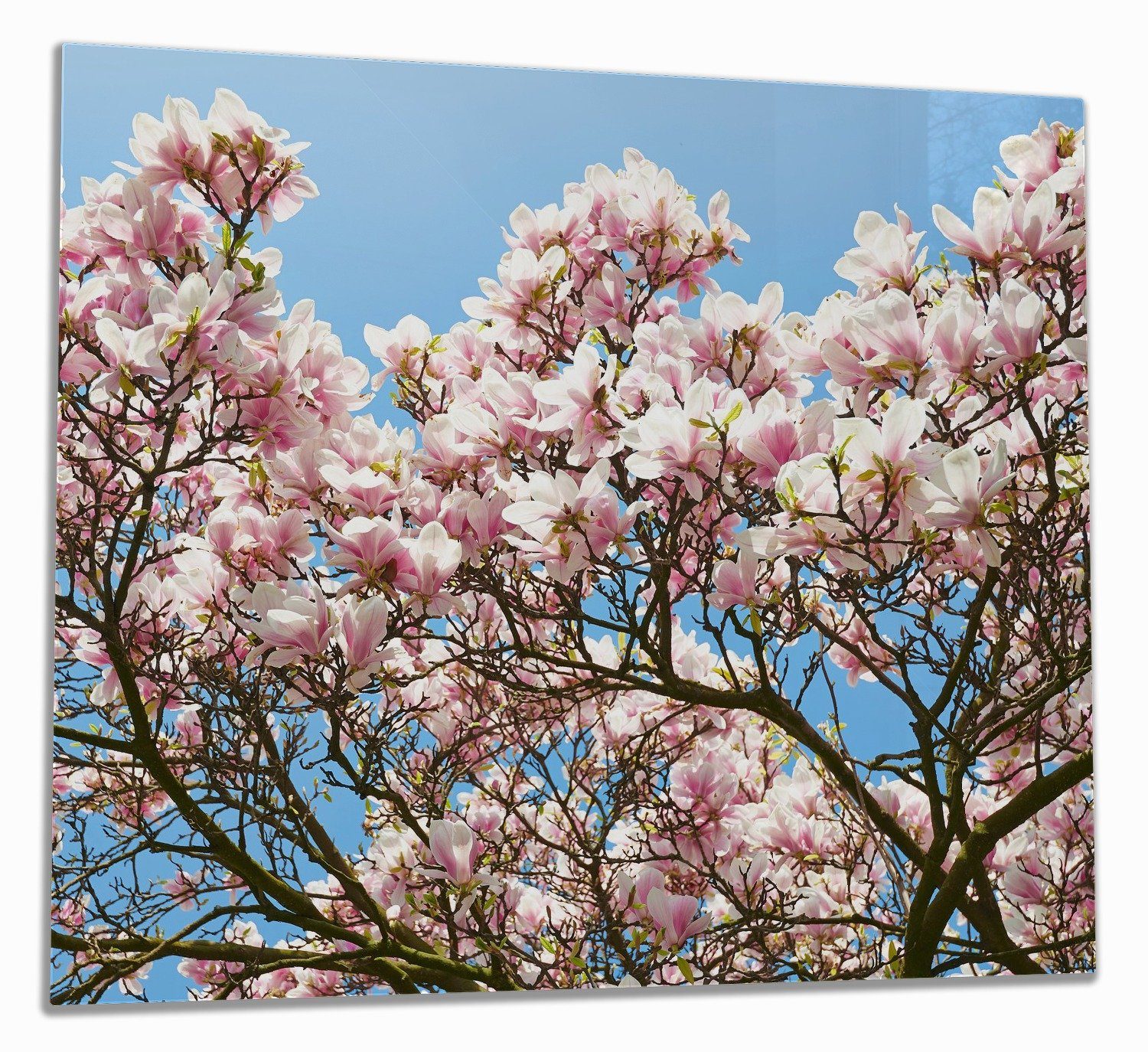 Wallario Herd-Abdeckplatte Schöne rosa Magnolien-Blüten vor blauem Himmel, ESG-Sicherheitsglas, (Glasplatte, 1 tlg., inkl. 5mm Noppen), verschiedene Größen