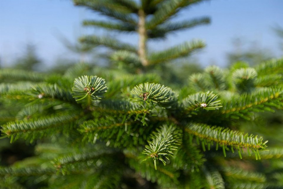 Weihnachtsbaumland Echter Weihnachtsbaum Nordmanntanne auf Holzkreuz  montiert, Weihnachtsdeko, Nordmanntanne, Höhe ca. 100 bis 120 cm