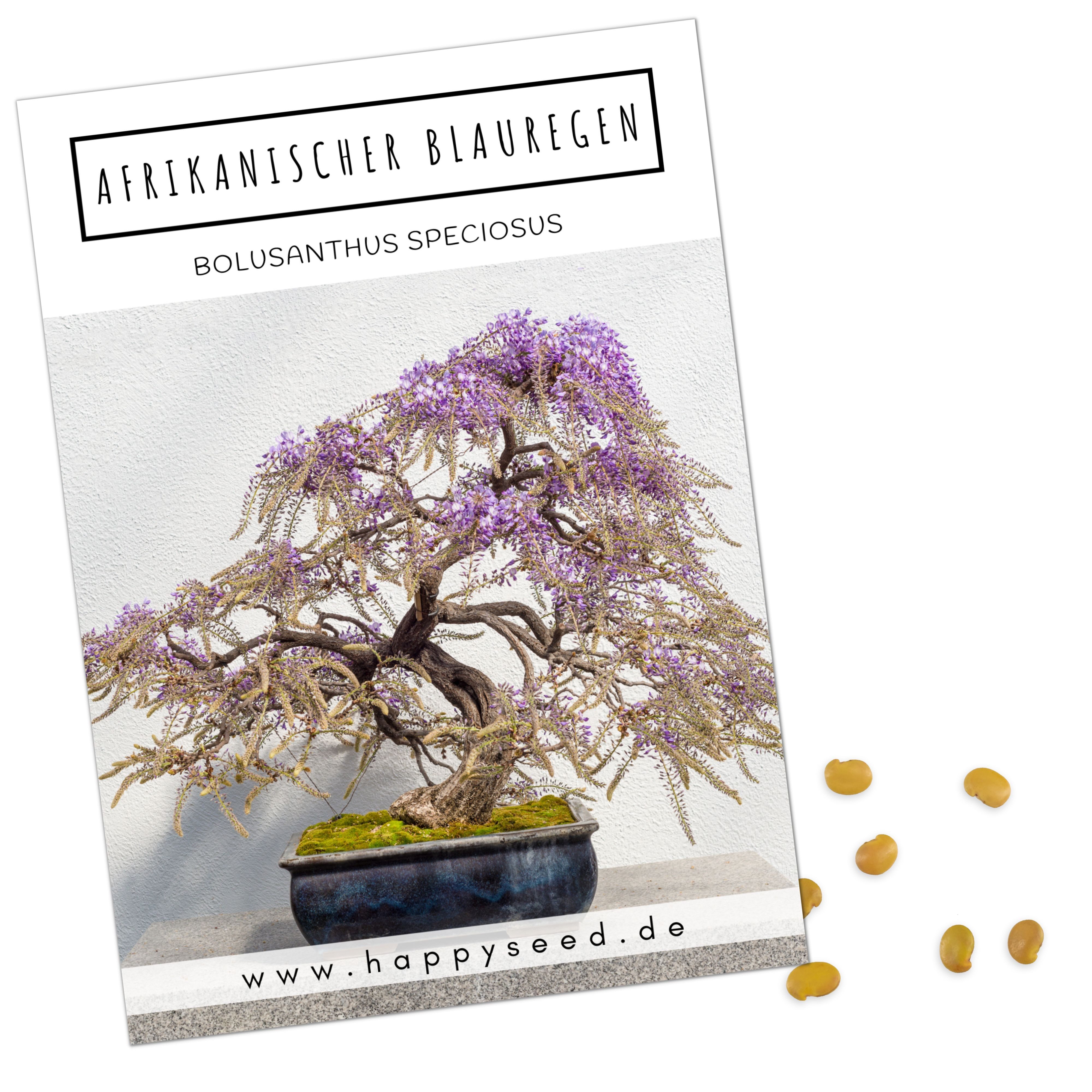 HappySeed Blumensamen Exotische Bonsai Samen mit hoher Keimrate - Afrikanischer Blauregen, Rosa blühend
