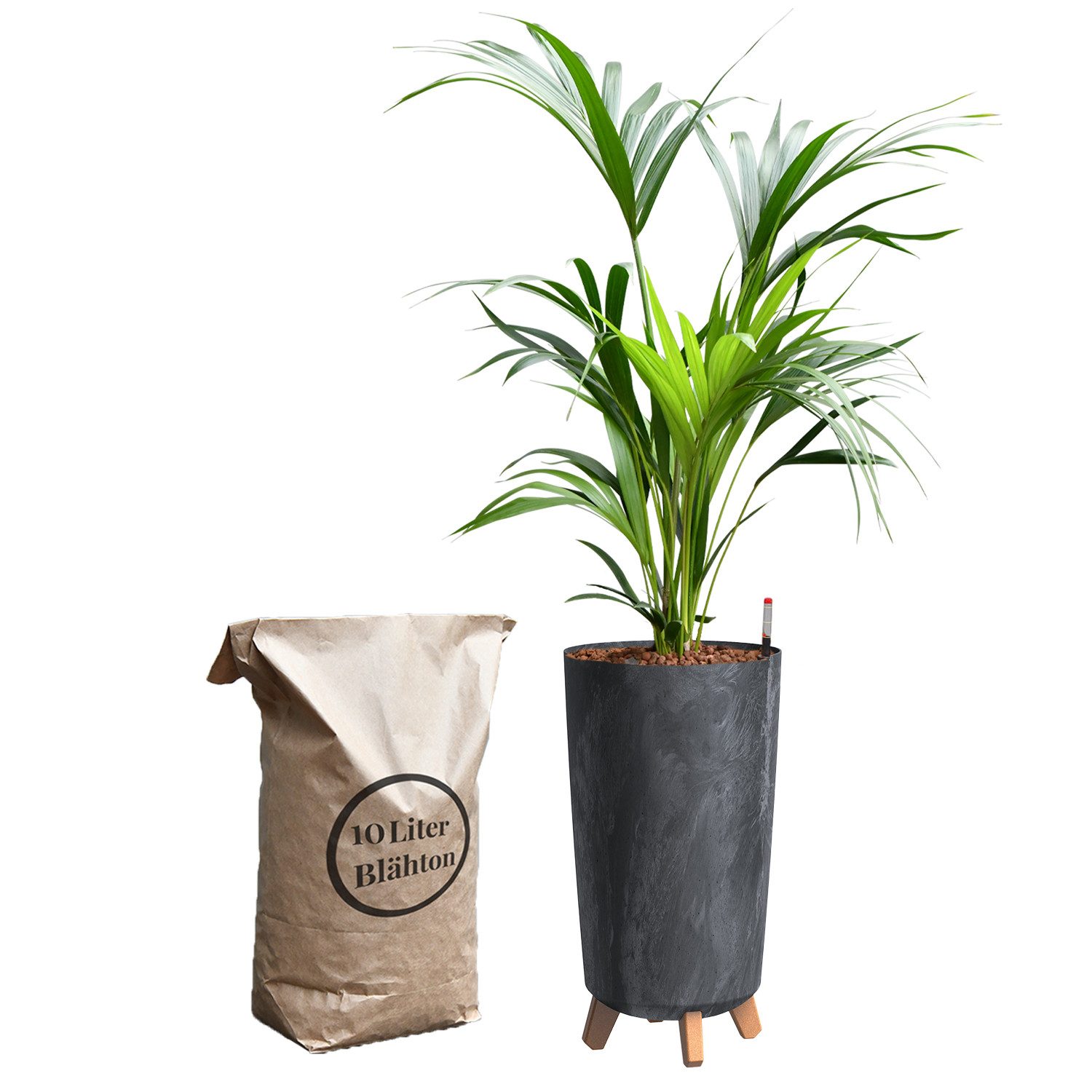 Green Me Up Zimmerpflanze Hydrokultur Set