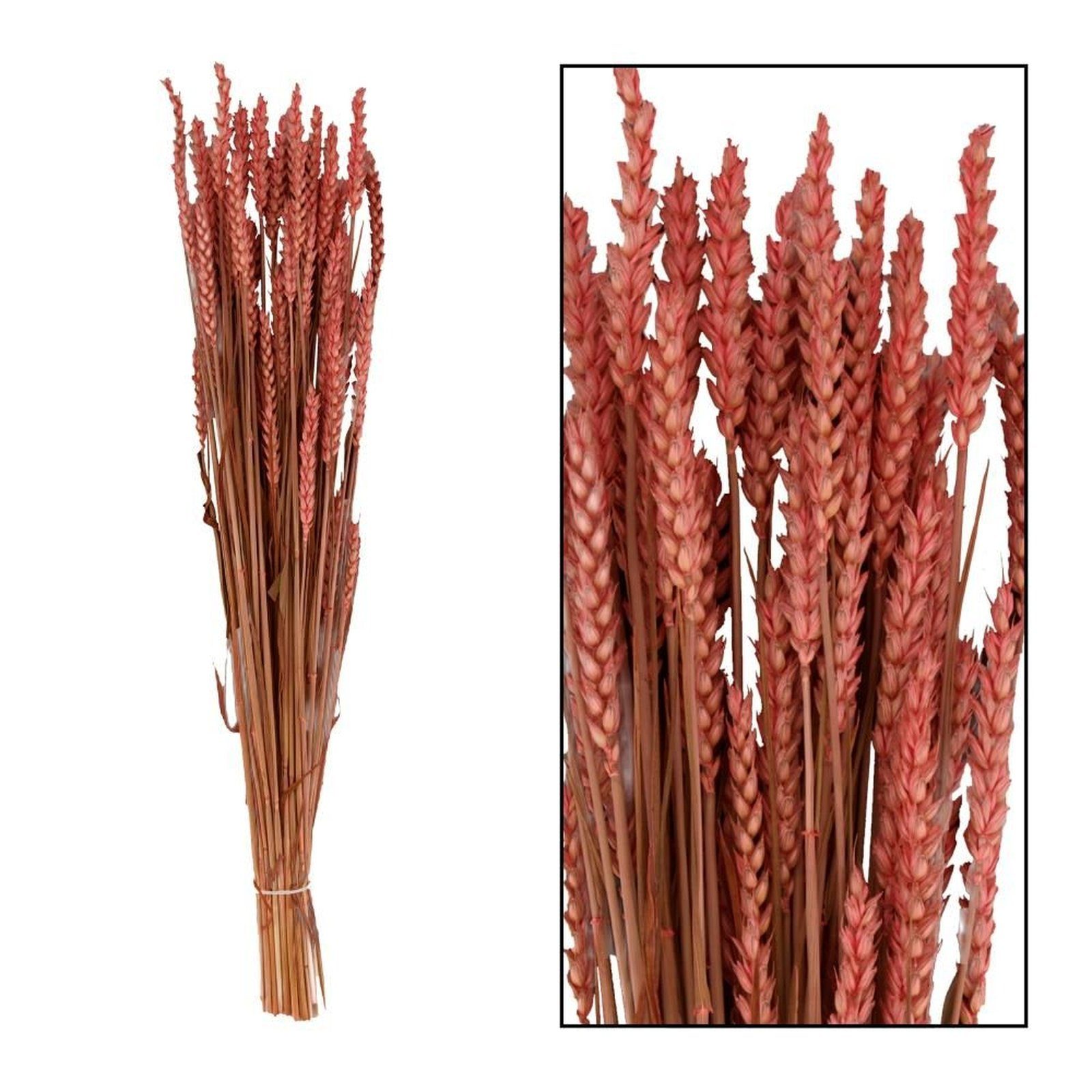DIJK - 70x10x5 cm, - Trockenblume Triticum Weizen rot