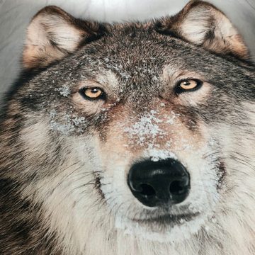 Bettwäsche Wolf Grau, ESPiCO, Renforcé, 2 teilig, Wildnis, Raubtier, Wildtier