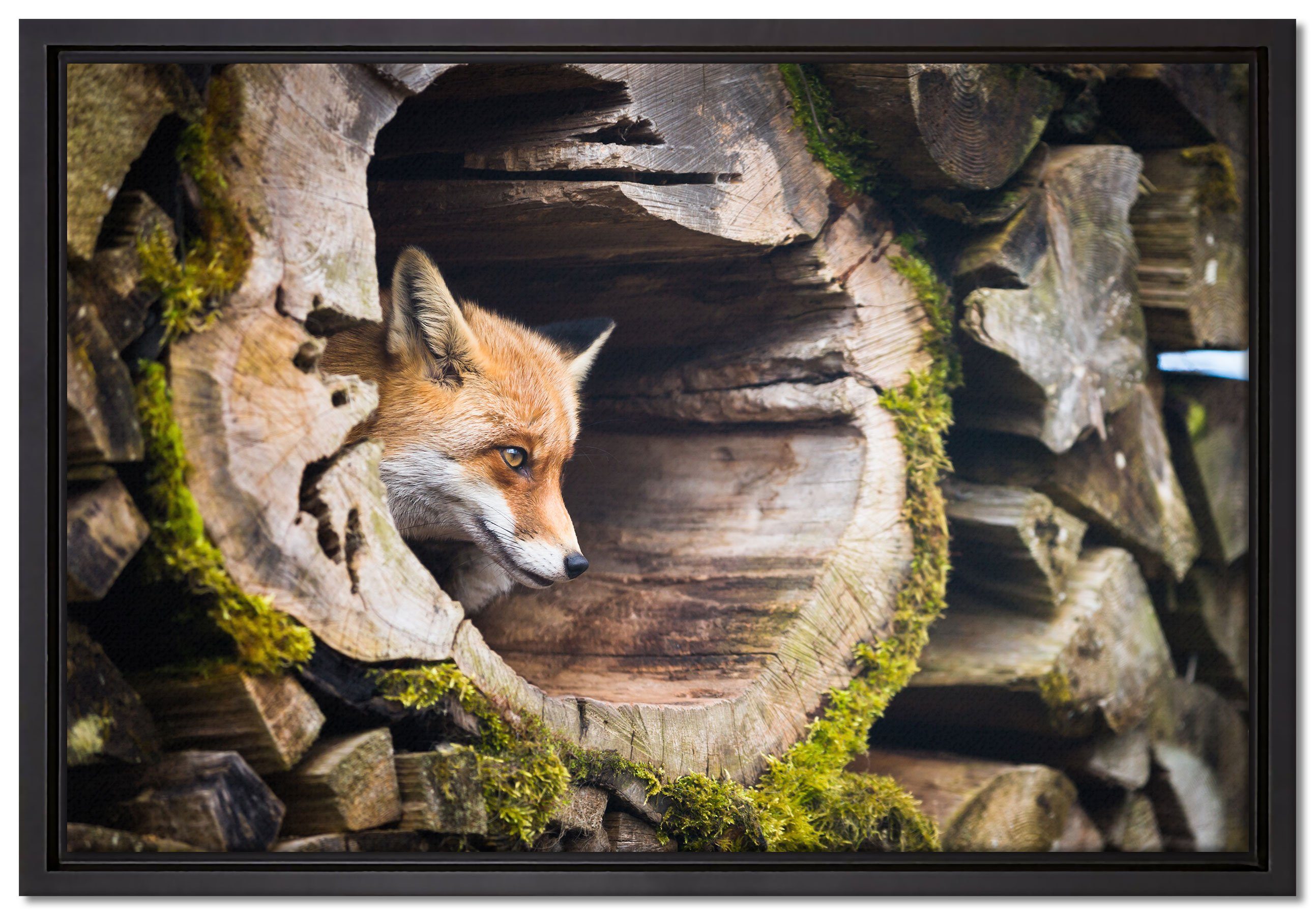 Pixxprint Leinwandbild Fuchs im Baumstamm, Wanddekoration (1 St), Leinwandbild fertig bespannt, in einem Schattenfugen-Bilderrahmen gefasst, inkl. Zackenaufhänger