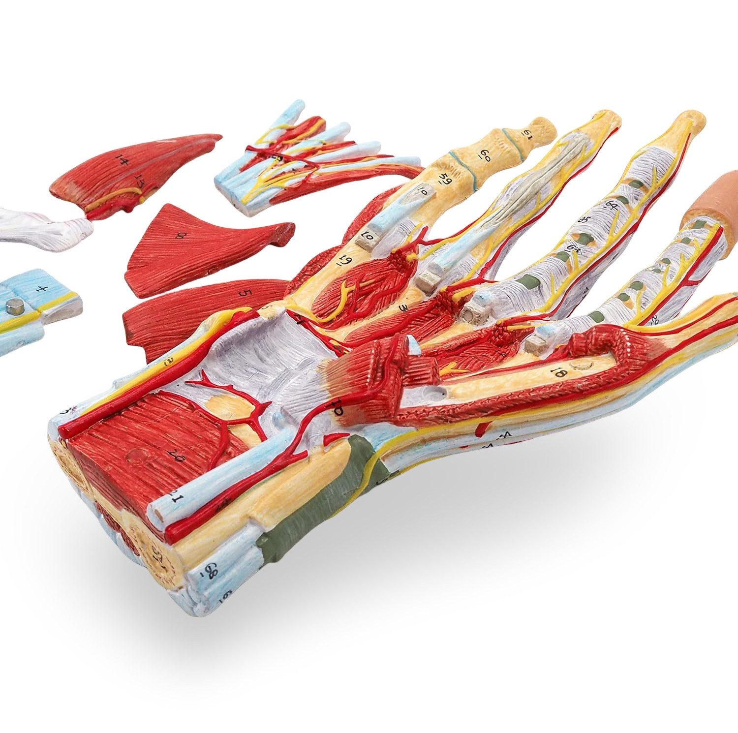 Cranstein Scientific Dekoobjekt Hand Anatomie Modell lebensgroß mit Arterien und Venen