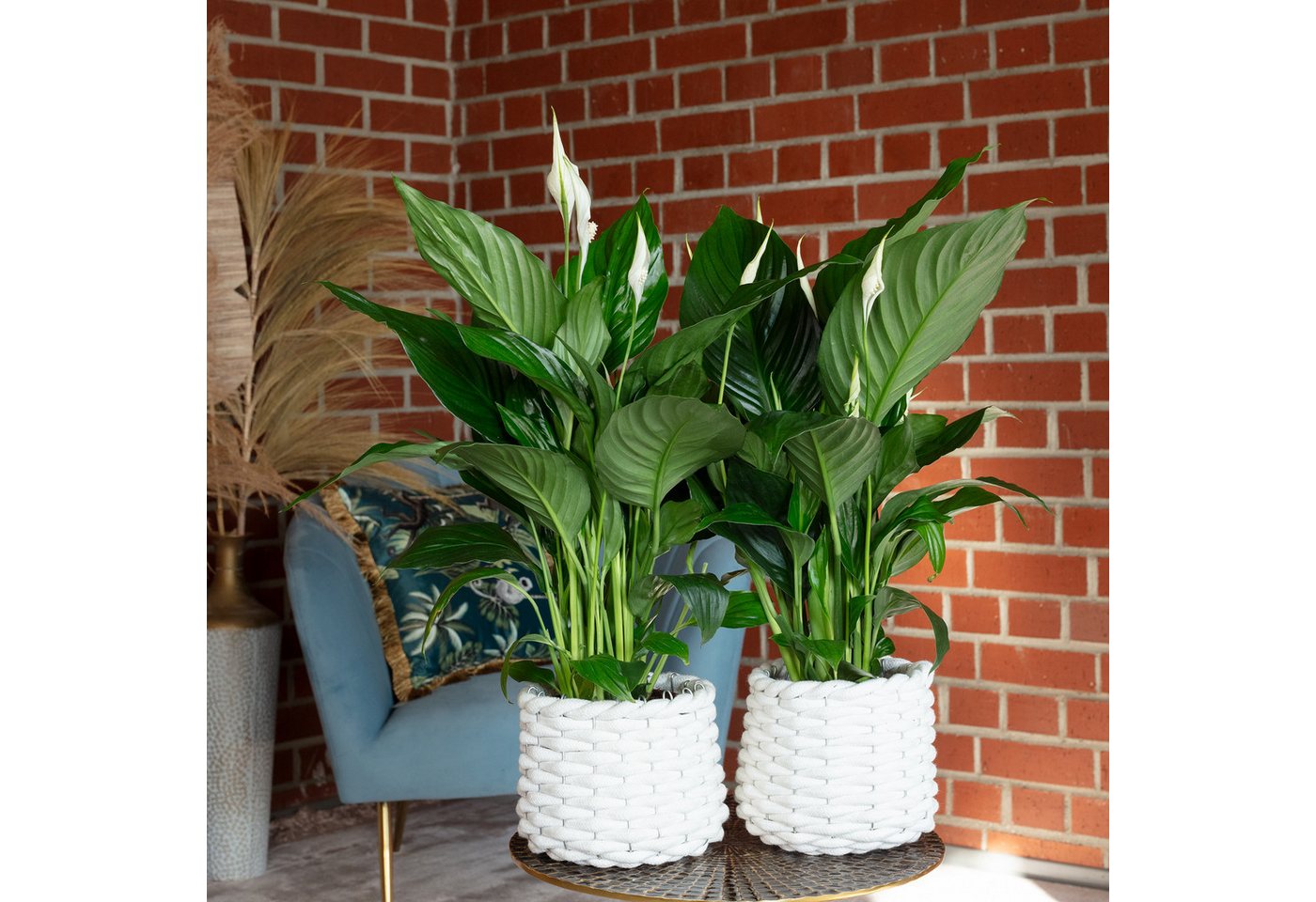 Thumbnail - Flowerbox Zimmerpflanze Einblatt 3-5 Blüten/Knospen - Spathiphyllum, 2er-Set, pflegeleicht - Höhe ca. 50 cm, Topf-Ø 13 c...