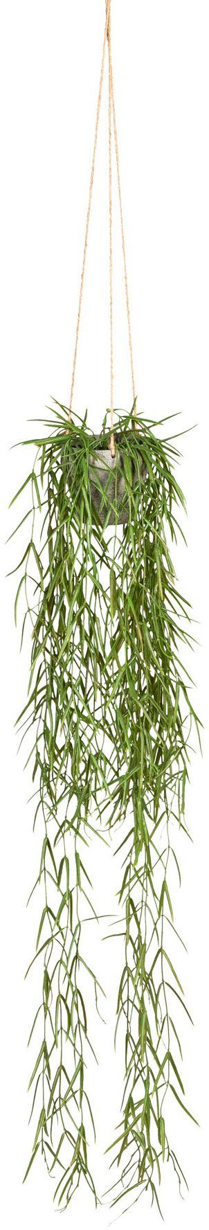 Kunstranke Tillandsia aeranthos im Hängetopf Sukkulente, günstig online kaufen