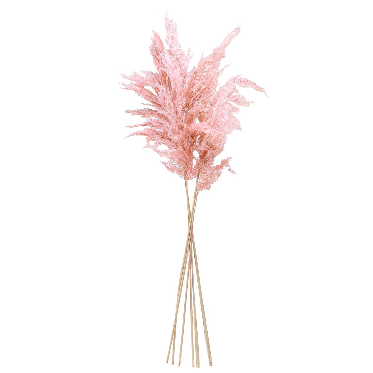 Trockenblume Pampasgras getrocknet Deko Trockenblumen als Blickfang, 6 Stück, Florists Products, Höhe 15.0 cm
