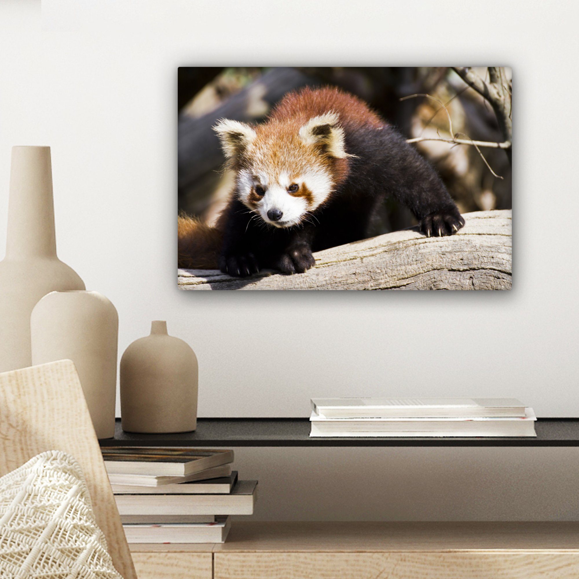OneMillionCanvasses® Leinwandbild Roter Panda Wanddeko, - Wandbild - Rüssel 30x20 Leinwandbilder, cm Aufhängefertig, Tier, St), (1