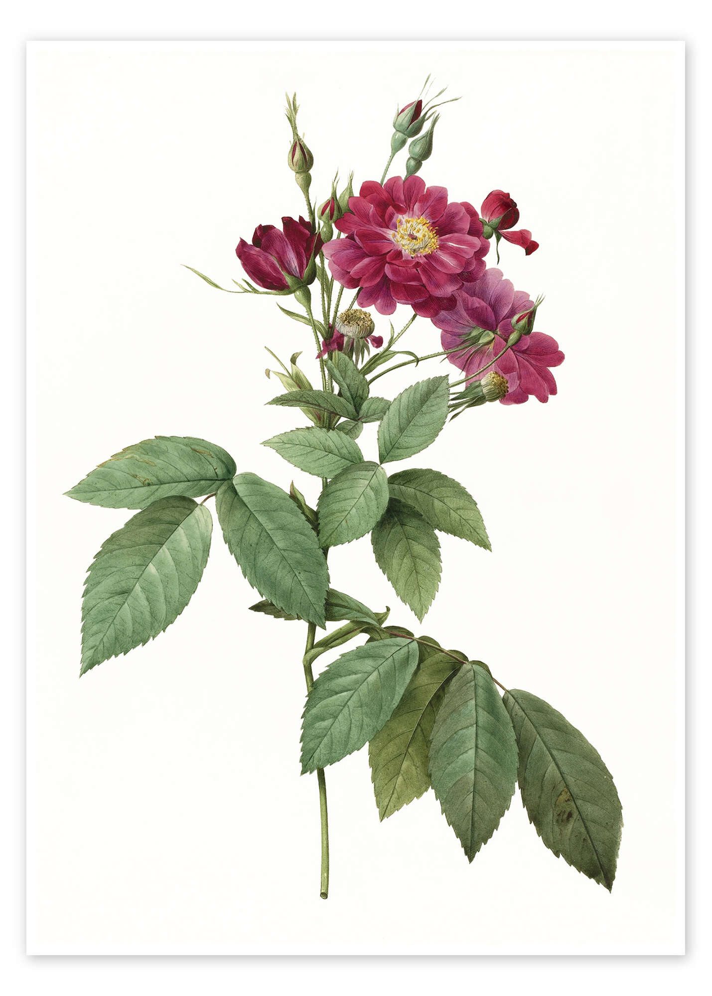 Posterlounge Wandbild Rose II, Pierre Joseph Redouté, erhältlich als Poster, Leinwandbild, Wandsticker oder Acrylglasbild