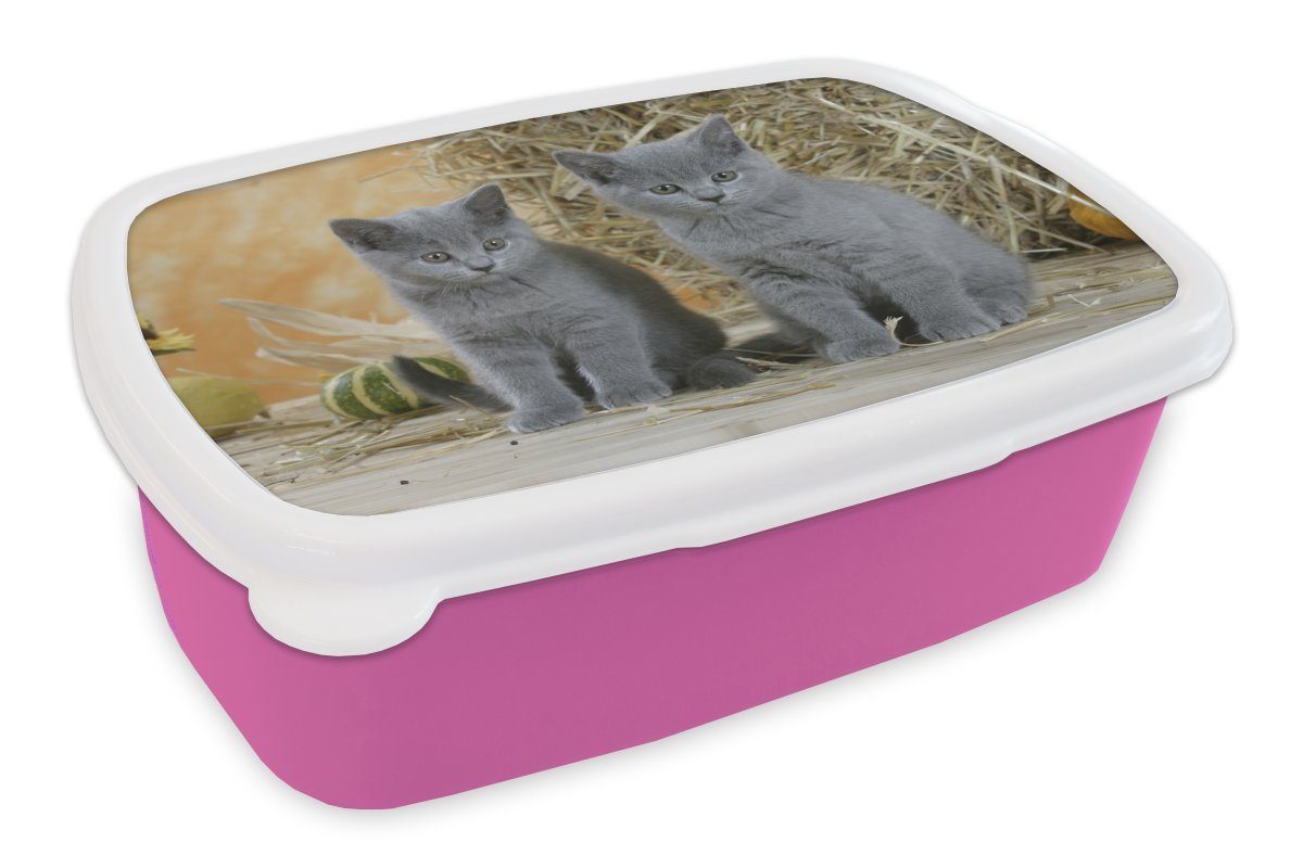 Brotbox Kunststoff, Zwei mit Mädchen, Snackbox, MuchoWow Erwachsene, Lunchbox Britisch-Kurzhaar-Kätzchen für (2-tlg), rosa im Hintergrund, Kinder, Brotdose Kunststoff Heu