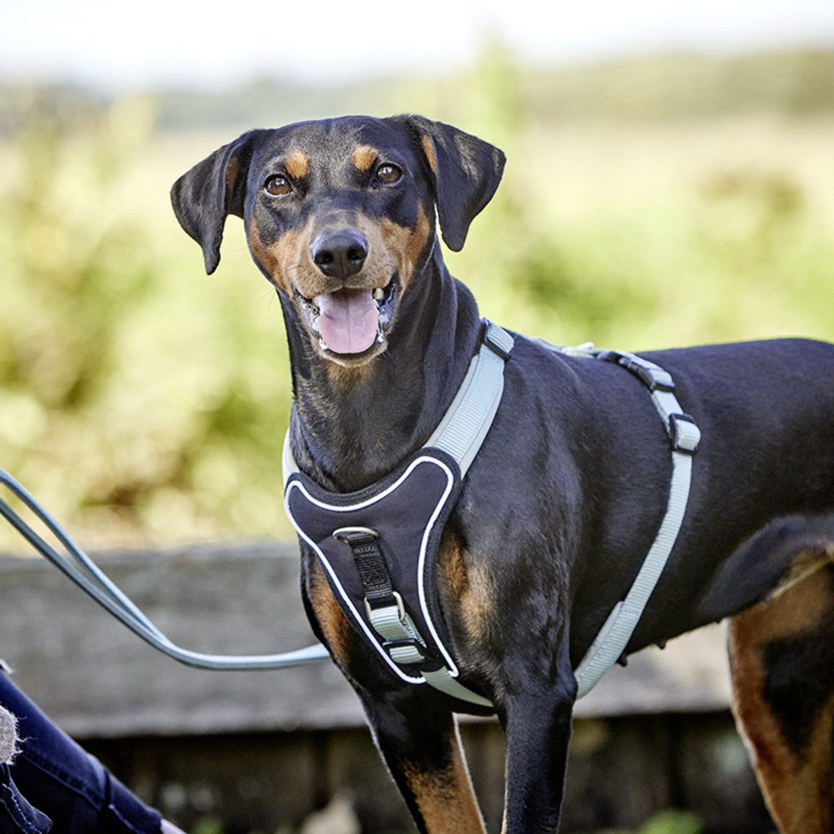Wolters Hunde-Geschirr Geschirr Professional Comfort salbei grün