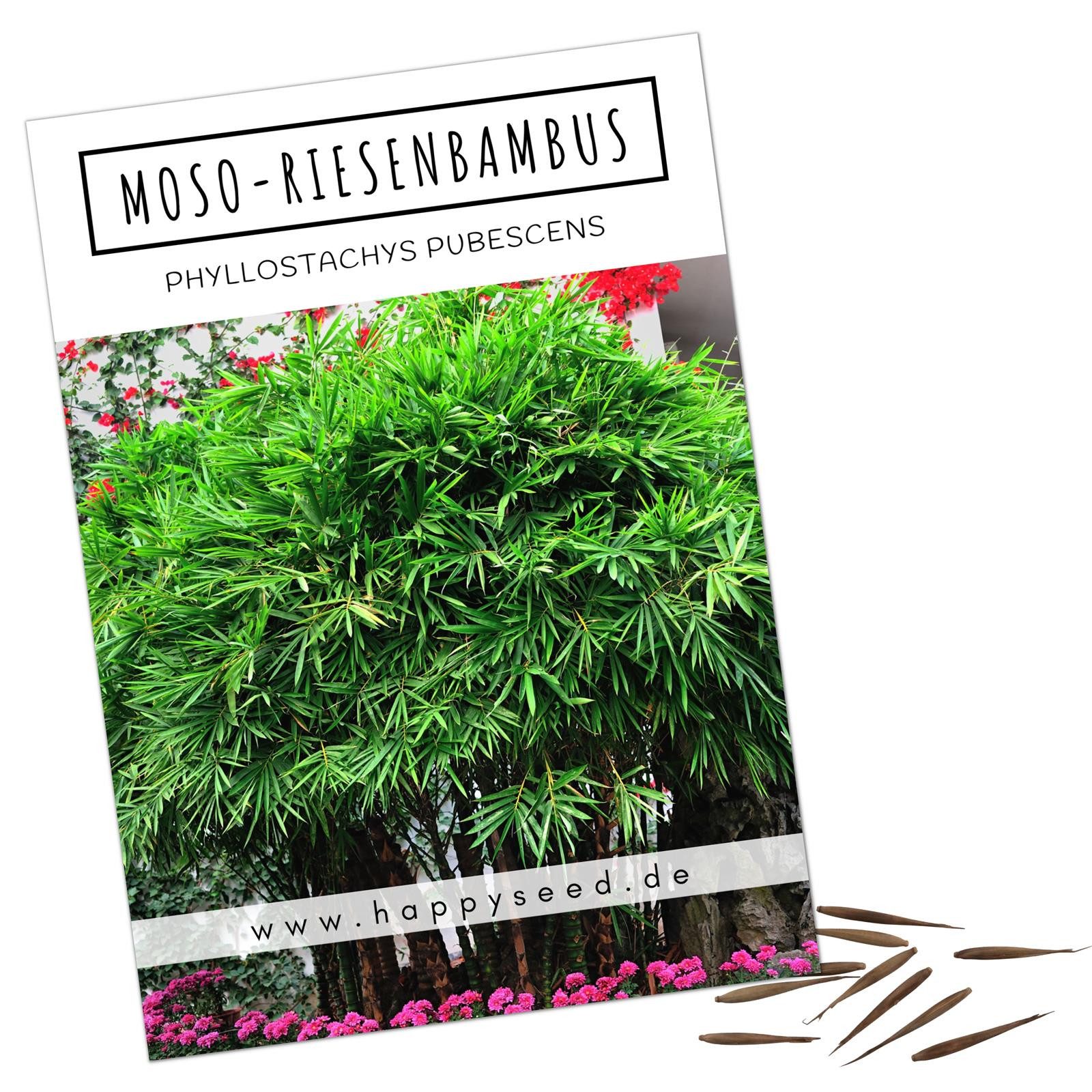 HappySeed Blumensamen Moso Riesenbambus Samen - Phyllostachys pubescens, Ba günstig online kaufen