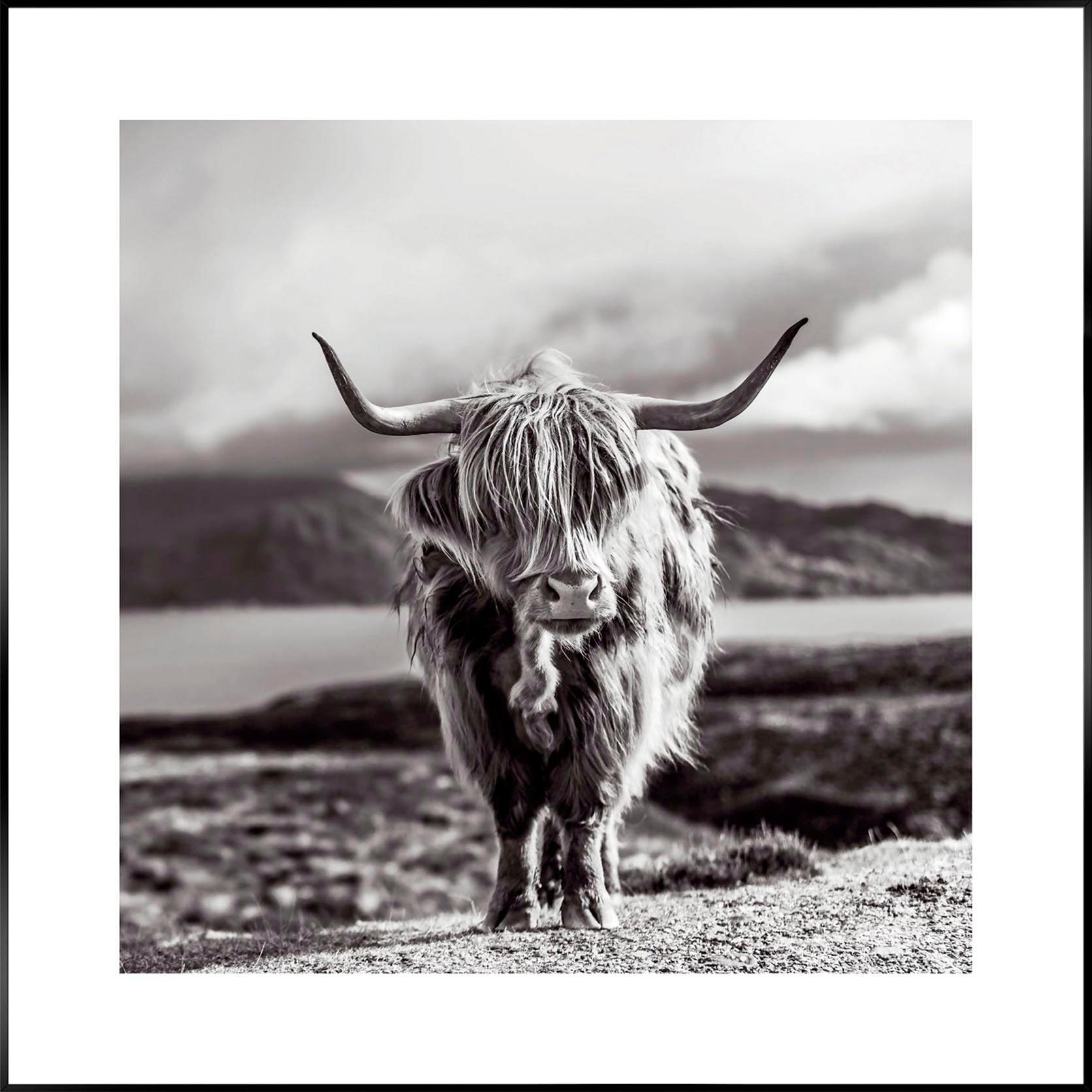 50x50 Highland Slim Frame Reinders! Wandbild Cow Black