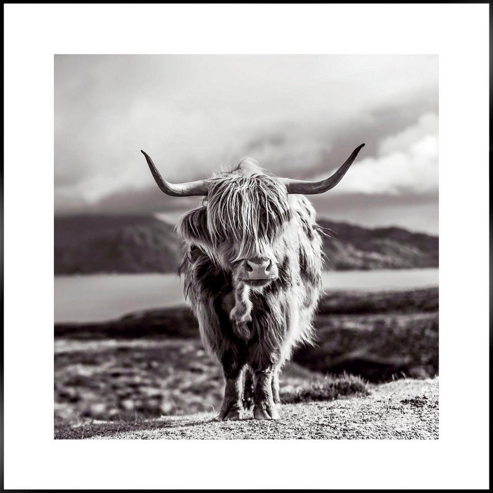 Reinders! Wandbild Slim Frame Black 50x50 Highland Cow, Ihr Slim Frame wird  gut und sicher verpackt an sie versendet