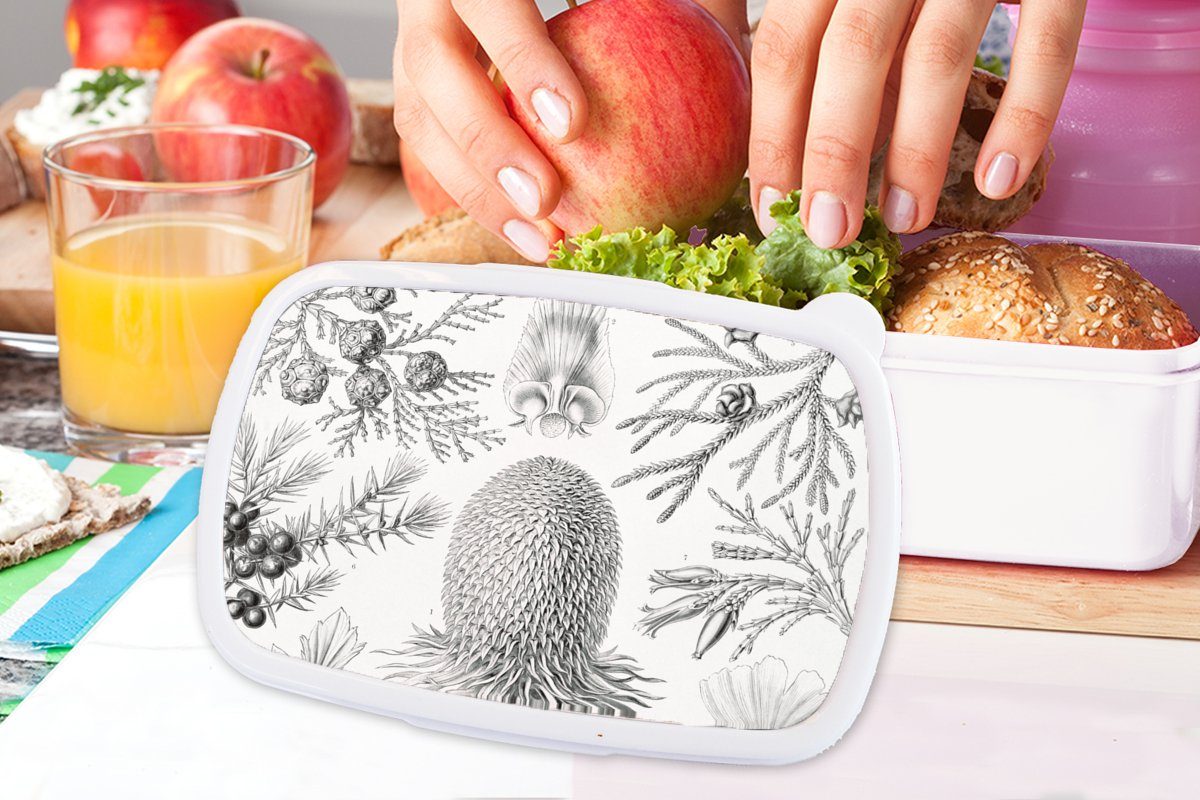 für Erwachsene, Lunchbox Jungs MuchoWow für Kunststoff, (2-tlg), Kinder Koniferen Illustration und - - Brotdose, Brotbox - Mädchen weiß Kunst Natur, Ernst - Haeckel Retro und -