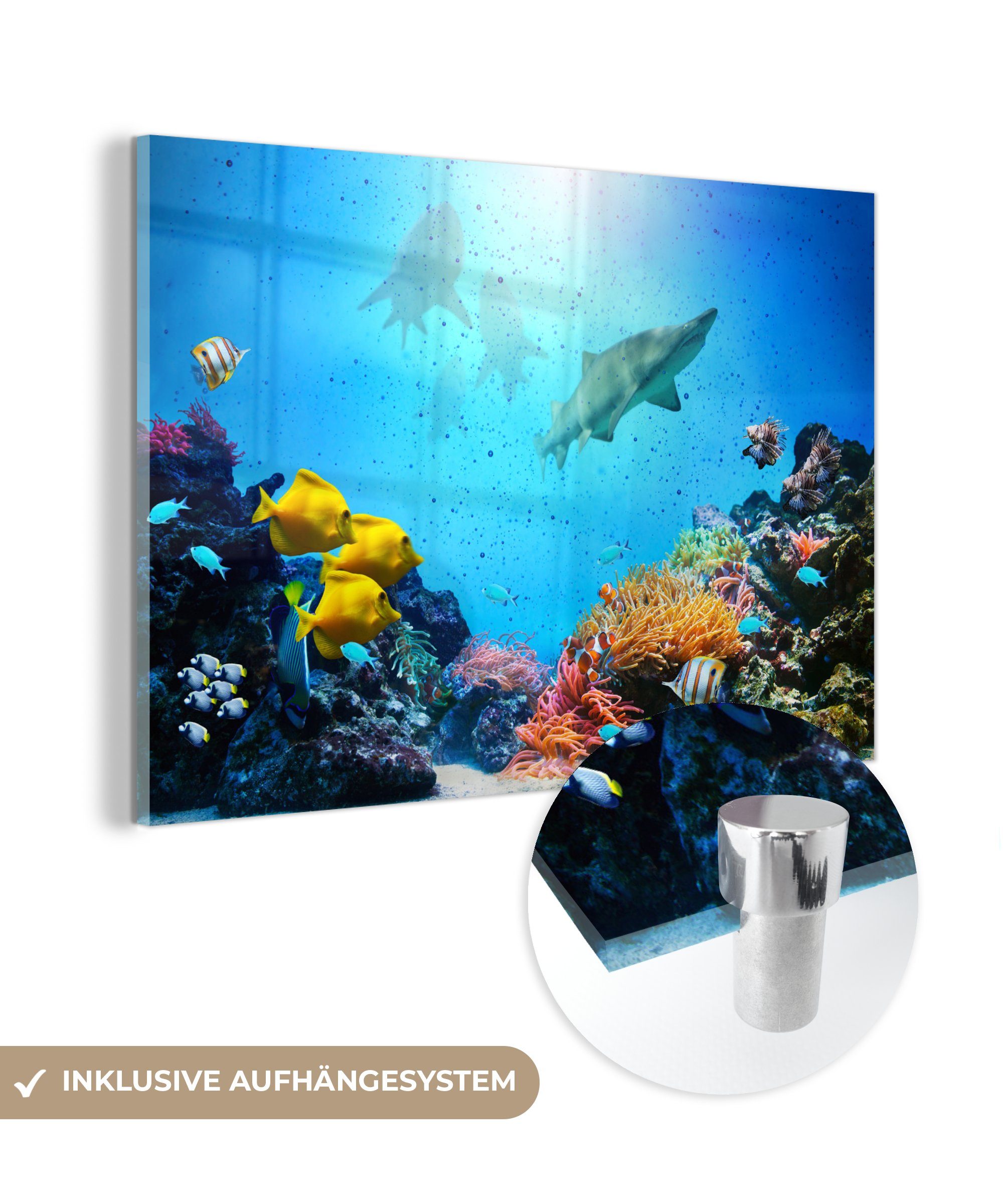MuchoWow Acrylglasbild Meer - Fische - Korallen, (1 St), Glasbilder - Bilder auf Glas Wandbild - Foto auf Glas - Wanddekoration